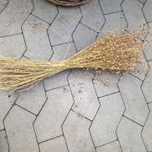 Hør i bundt - natur